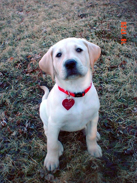 Chevelle@9 Weeks 006_edited.jpg